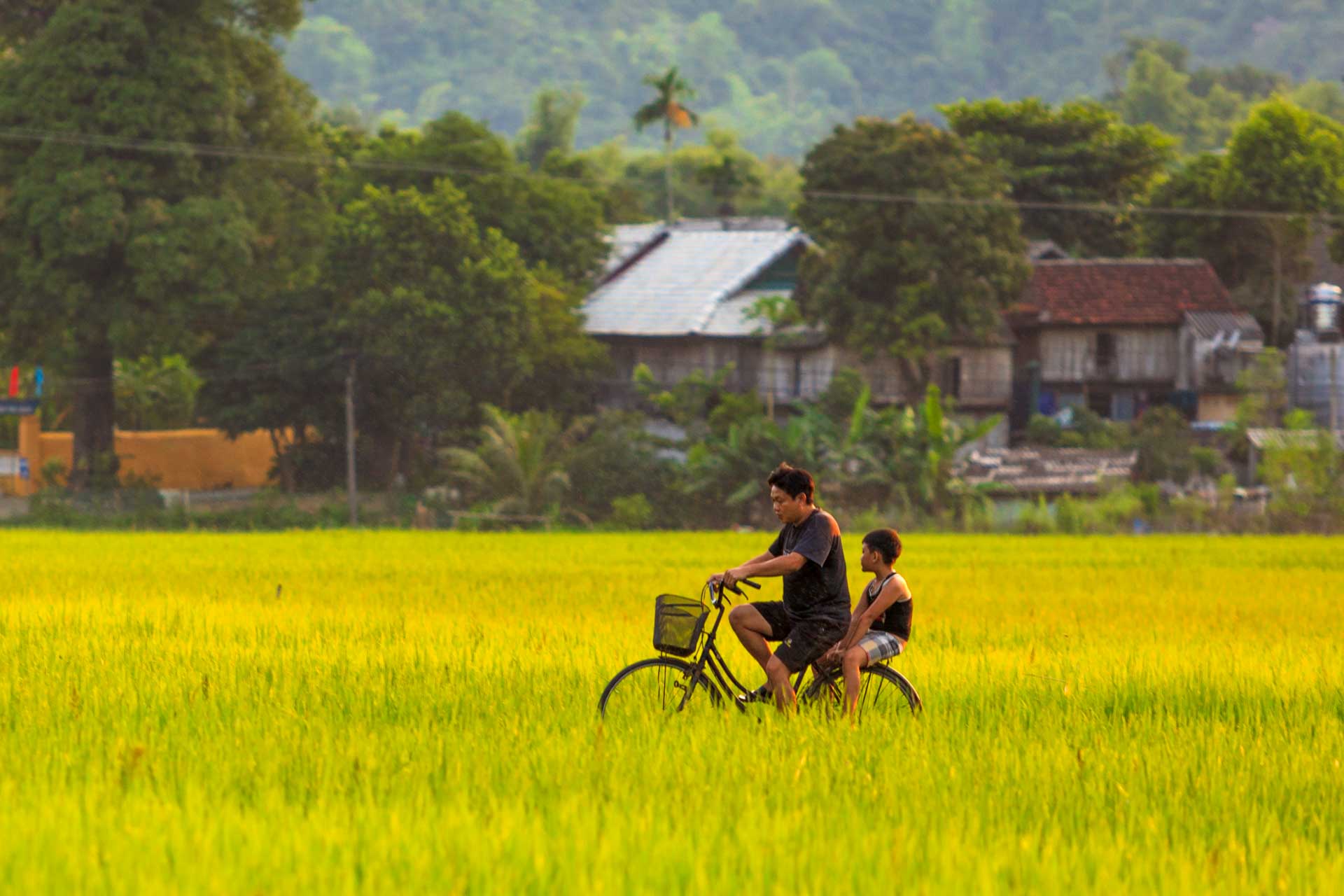 /fm/Files//Pictures/Ido Uploads(1)/Asia/Vietnam/Mai Chau - Son La/Mai Chau - Rice Filed Local Bicycle - SS.jpg